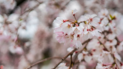 Close-up of cherry blossoms in spring