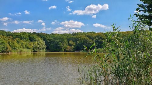 Scenic view of lake in forest against sky