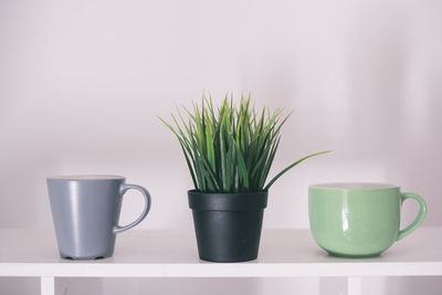 Close-up of potted plant