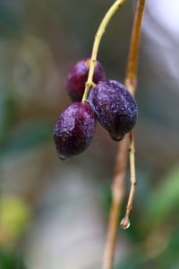 Close-up of berries growing on plant