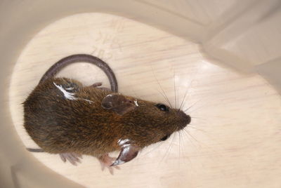 High angle view of rat amidst plastic on wooden table