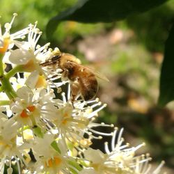 Close-up of bee on flower