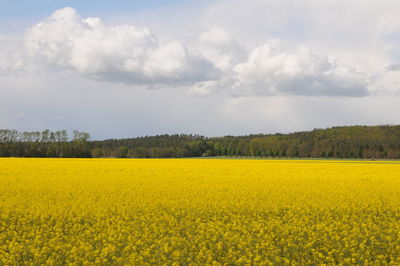 Scenic view of oilseed rape field against sky