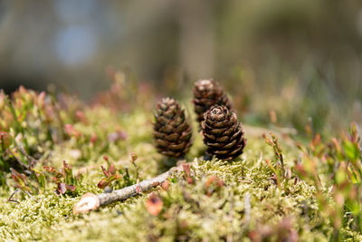 Close-up of pine cone on field