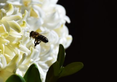 Close-up of honey bee on white flower