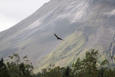 Low angle view of birds flying over mountain against sky