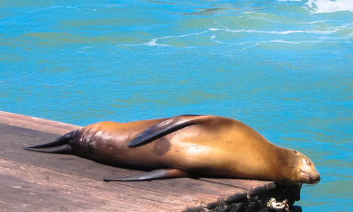 Close-up of horse in sea