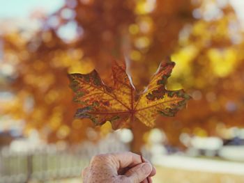 Close-up of human hand holding maple leaf during autumn