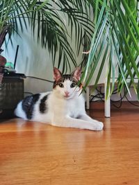 Portrait of cat sitting on wooden floor