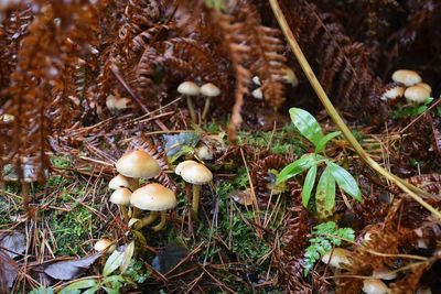 High angle view of mushrooms growing on field