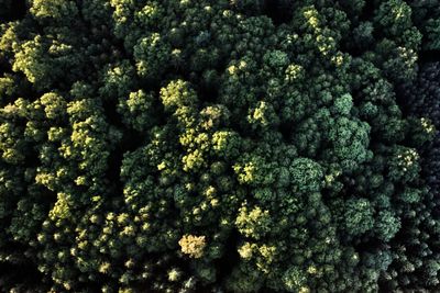 Full frame shot of plants