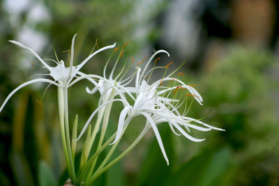 Close-up of white flowering plant