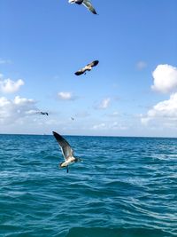 Seagull flying over sea against sky