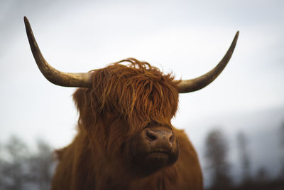 Close-up of cow against sky