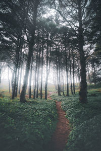 Trees growing in forest