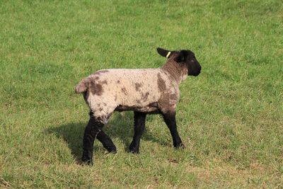Full length of a lamb on field
