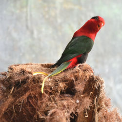 Close-up of australian king parrot on tree stump at zoo