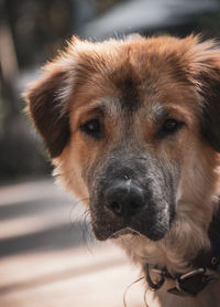 Close-up portrait of dog