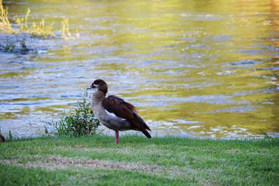 Close-up of duck on lake