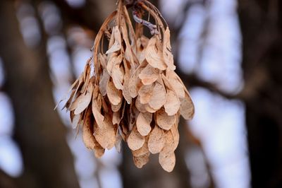 Close-up of wilted plant