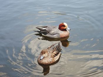 High angle view of duck swimming on lake