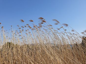 Low angle view of stalks in field against clear blue sky