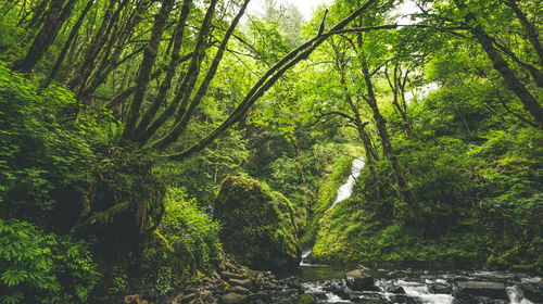 Trees in forest