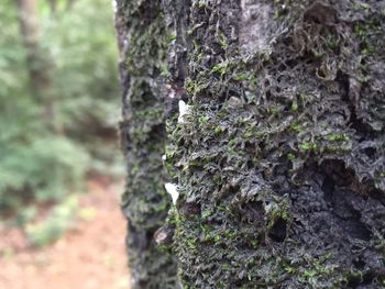 Close-up of moss on rock