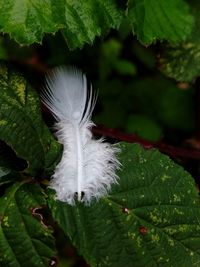 Close-up of feather on leaves