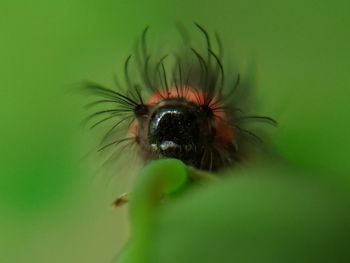 Close-up of insect on flower