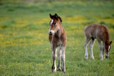 Horses in a field