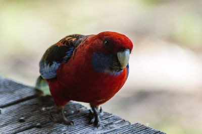 Close-up of bird perching on wood