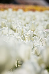 Close-up of white flowers tulips in a field of tulips in portland oregon.