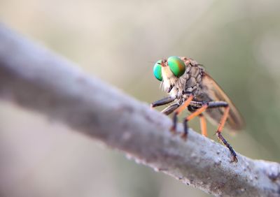 Close-up of insect on twig