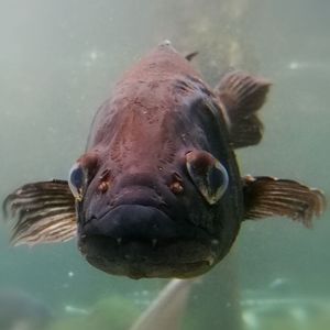 Close-up of fish swimming in aquarium