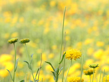 Close-up of yellow flowers blooming on field