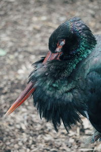 Close-up of bird