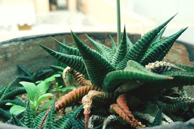 Close-up of cactus plant