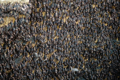 Close-up of bee on farm