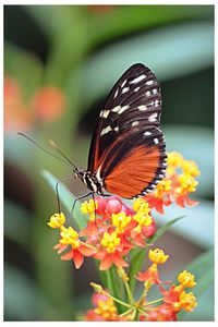 Close-up of butterfly pollinating on flower