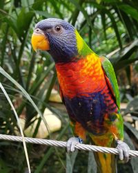 Close-up of parrot perching on branch