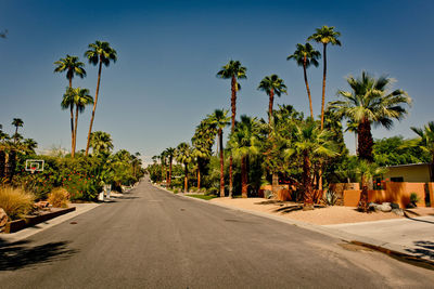 Road amidst palm trees against clear sky