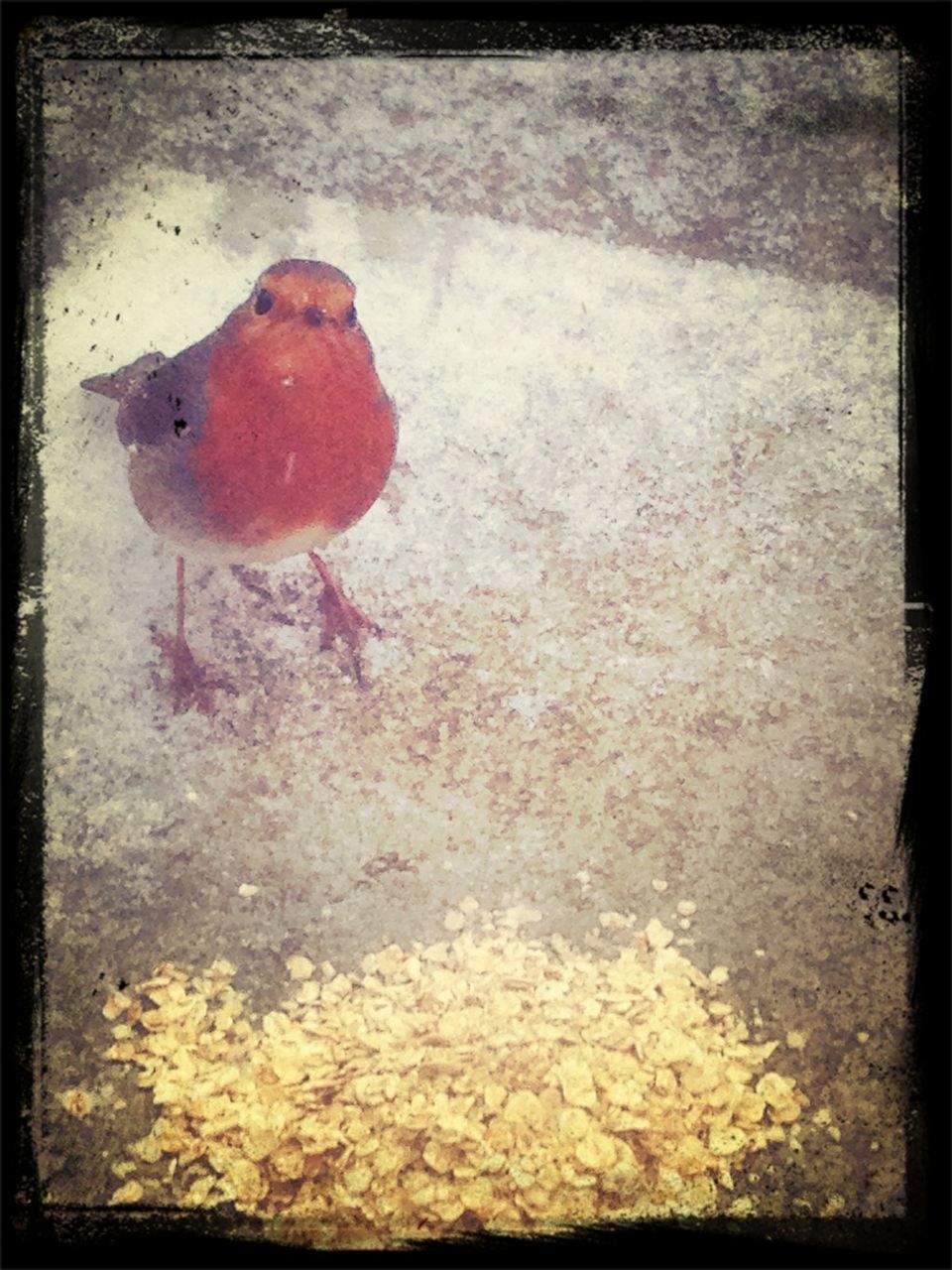 transfer print, auto post production filter, animal themes, one animal, wildlife, animals in the wild, high angle view, full length, bird, red, outdoors, street, day, close-up, vignette, wall - building feature, no people, sidewalk, nature, sunlight