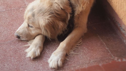 High angle view of dog