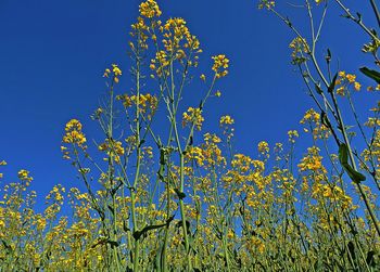 Low angle view of yellow flowers blooming against clear blue sky