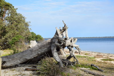 View of driftwood on beach against sky