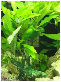 Close-up of fresh green plants