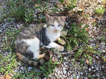 Portrait of cat sitting outdoors