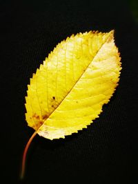 Close-up of yellow leaf against black background