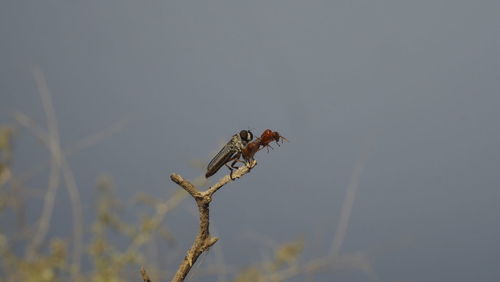 Close-up of insect perching on a plant